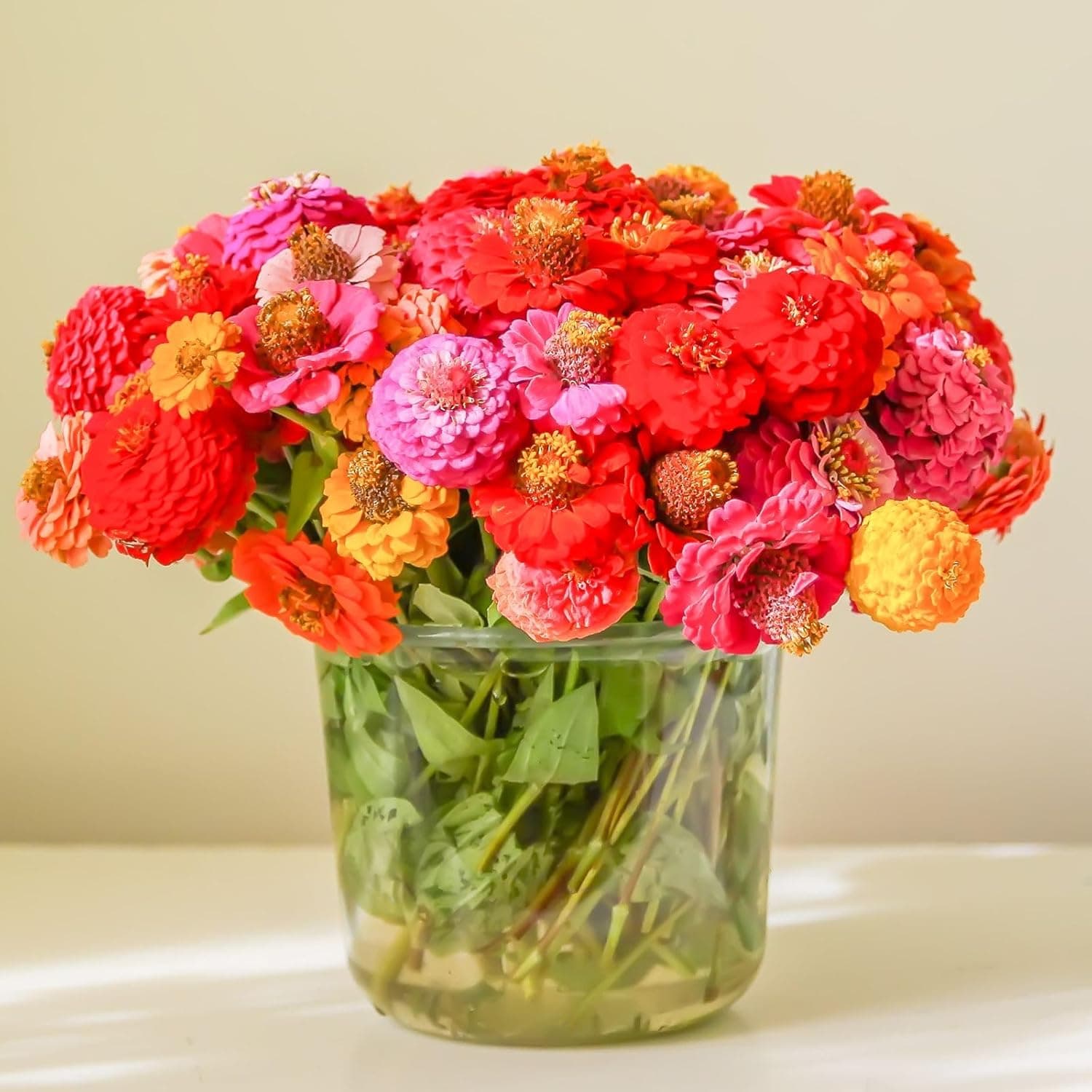 Zinnia Seeds Bulk 20,000+ | Outdoor Flower for Planting |Giant Zinnia Seeds for 2026 Bulk| Mixed Colors & Large Blooms for Gardens| High Germination, Beginner-Friendly