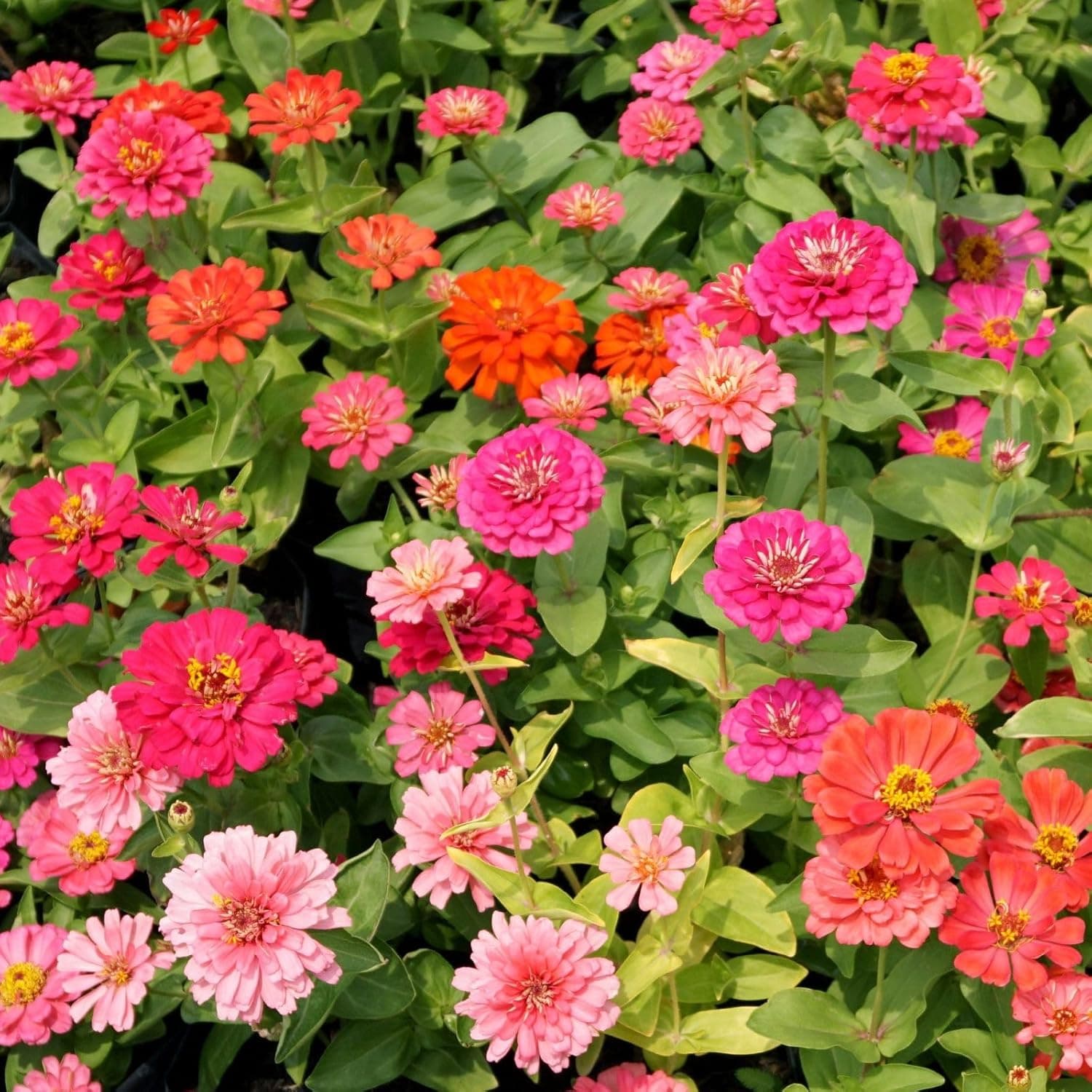Zinnia Seeds Bulk 15,000+ | Outdoor Flower for Planting |Giant Zinnia Seeds for 2026 Bulk| Mixed Colors & Large Blooms for Gardens| High Germination, Beginner-Friendly