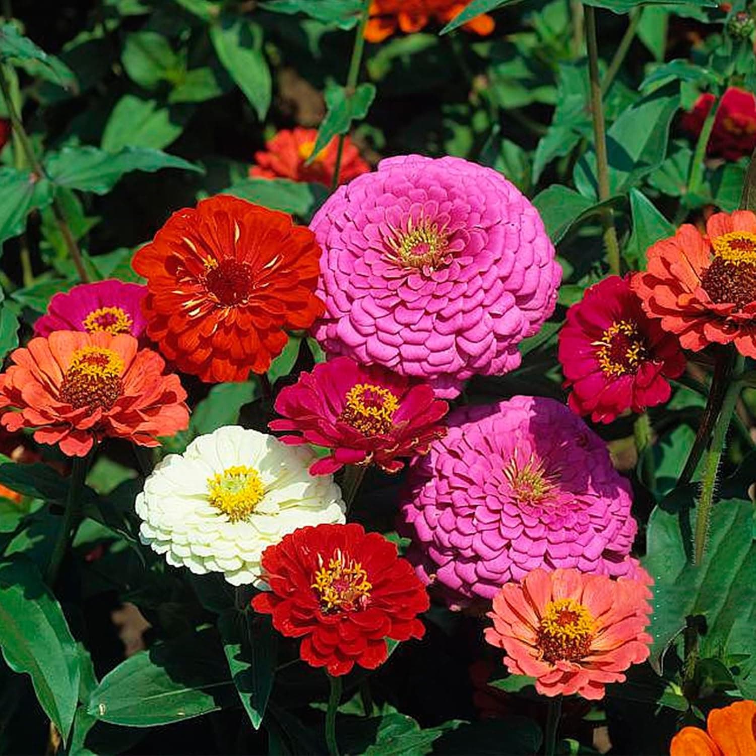 Zinnia Seeds Bulk 10,000+ | Outdoor Flower for Planting | Zinnia Seeds for 2026 | Mixed Colors & Large Blooms for Gardens| High Germination, Beginner-Friendly & Giftable Packaging